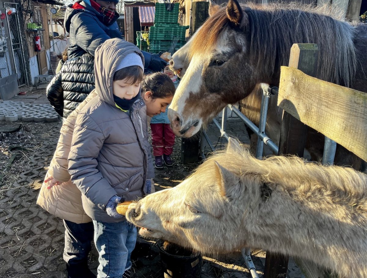 Kinder füttern Pferde