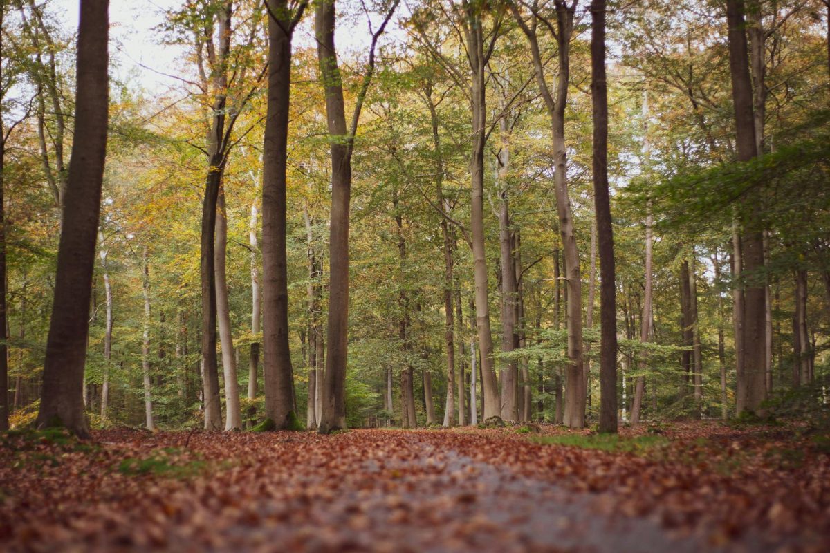 Waldklassenzimmer_Titelbild